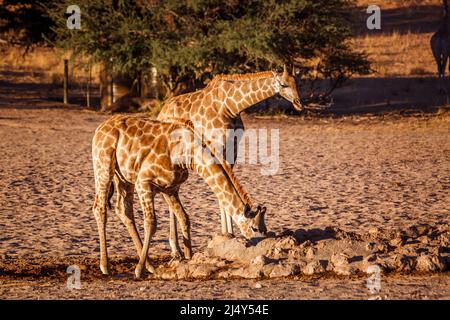 Due giovani giraffe che bevono al pozzo nel parco di Kgalagadi, Sudafrica; la famiglia di specie Giraffa camelopardalis di Giraffidae Foto Stock