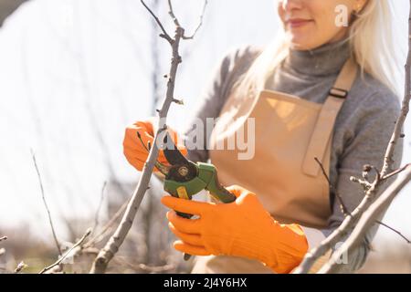 Potatura alberi in autunno giardino. Primo piano delle mani con guanti gialli e cesoie per potatura che tagliano i rami vecchi. Foto Stock