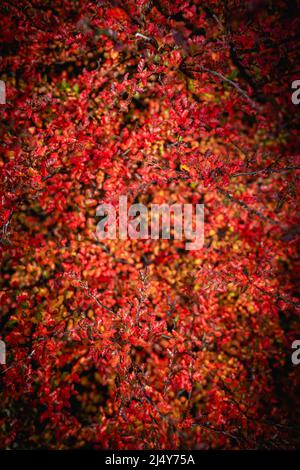 Beagle Kanal, Argentina. 15th Apr 2022. Particolare di foglie di un lenghe di faggio meridionale (Nothofagus pumilio) nei colori autunnali. Credit: Joel Reyero/dpa/Alamy Live News Foto Stock