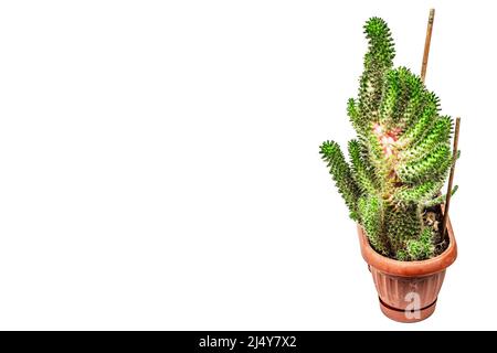 La mamillaria Wildii in un vaso vegetale isolato su sfondo bianco. Cactus in rapida crescita, giardinaggio interno, mockup, modello Foto Stock