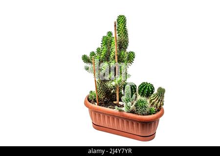 La mamillaria Wildii in un vaso vegetale isolato su sfondo bianco. Cactus in rapida crescita, giardinaggio interno, mockup, modello Foto Stock