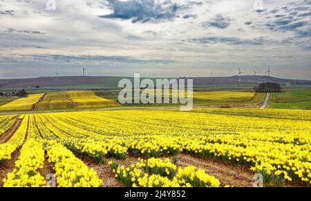 KINNEFF STONEHAVEN ABERDEENSHIRE SCOZIA TERRENI AGRICOLI COLLINE E CAMPI DI NARCISI GIALLI IN PRIMAVERA Foto Stock