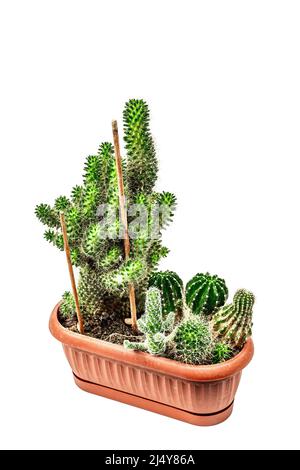 La mamillaria Wildii in un vaso vegetale isolato su sfondo bianco. Cactus in rapida crescita, giardinaggio interno, mockup, modello Foto Stock