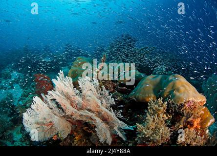 Scuole di pesce che nuotano su una colorata Coral Reef. Raja Ampat, Papua Occidentale, Indonesia Foto Stock