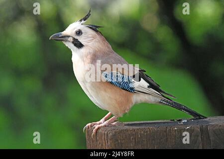 Eurasian jay Garrulus glandarius Foto Stock