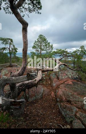 Pini cotti e Mar Baltico, golfo di Botnia, dalla cima della roccia nel parco nazionale di Skuleskogen, Svezia. Escursioni lungo il sentiero High Coast, Hoha Foto Stock