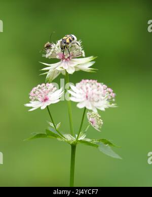 Ape eurasiatica beetle Trichio fasciatus sul fiore di Astrantia maggiore, il grande maestro Foto Stock