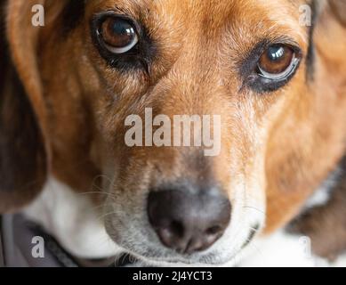 Una beagle inglese a tre colori (Canis lupus familiaris) si presenta timidamente nella fotocamera. Foto Stock
