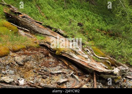 Albero vecchio gambo coperto di muschio e lichen in una foresta umida autunno. Paesaggio naturale Foto Stock