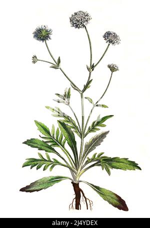 Gewöhnlicher Teufelsabis, Succisa pratensis, sinonimo: Scabiosa succisa, auch Teufelsabbiss, Abbiss oder Teufelwurz und Teufelsbiss / Scabiosa arvensis, Succisa pratensis, noto anche come "punta del diavolo" o "punta del diavolo", Historisch, storico, ha migliorato la riproduzione digitale del 19th° secolo originale di un orificatore originale. 19 Jahrhundert, genaues Originaldatum nicht bekannt Foto Stock