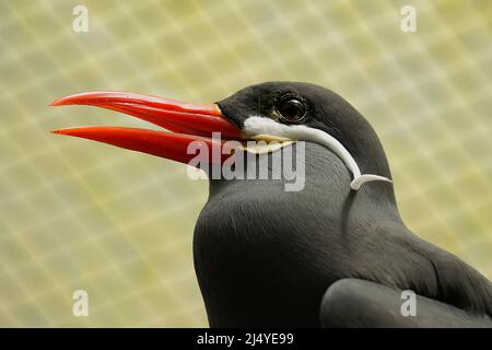 Primo piano di una terna Inca, Larosterna inca Foto Stock