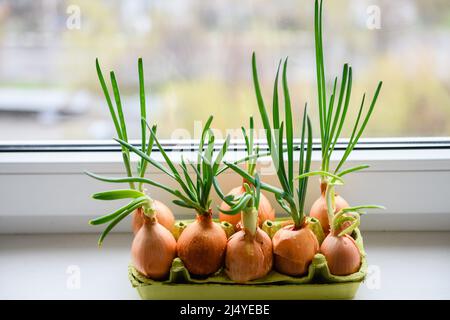 Cipolla con germogli freschi che crescono in vassoio d'uovo davanzale. Diverse lampadine con germogli freschi sullo sfondo della finestra. Primo piano. Foto Stock