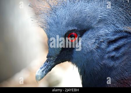 Primo piano dell'occhio rosso di un piccione coronato da Victoria (Goura victoria) Foto Stock