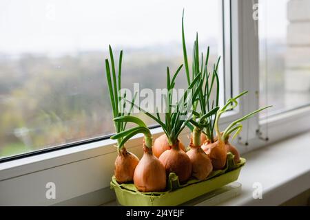 Cipolla con germogli freschi che crescono nel vassoio delle uova sul davanzale. Diverse lampadine con germogli freschi sullo sfondo della finestra. Primo piano. Foto Stock