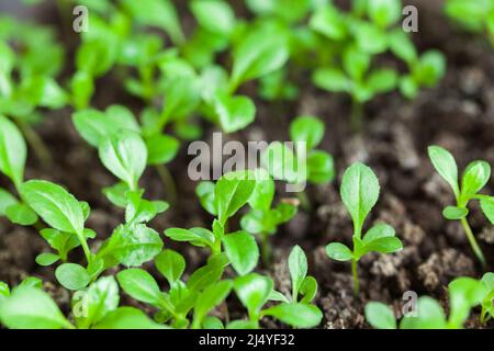 Piccoli pianta verde pianta giovani crescono in suolo scuro, primo piano foto Foto Stock