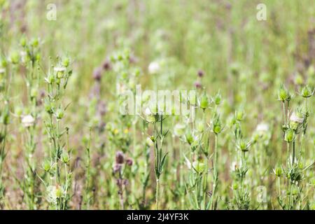 Teste di testa di tettarella fullers sono su un prato estivo. Fiori secchi di Dipsacus Fullonum, Dipsacus sylvestris noto con il nome comune di teasel selvaggio Foto Stock