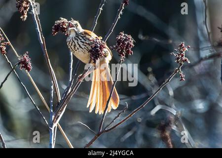 Bruna thrasher che si nutrono di frutti di mare di sumac a metà aprile Foto Stock