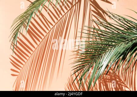 Il palmo lascia su sfondo rosa con luce brillante Foto Stock