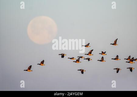 Mattina di Pasqua volo del Brent Atlantico illuminato all'alba con la Luna Pasquale impostata Foto Stock