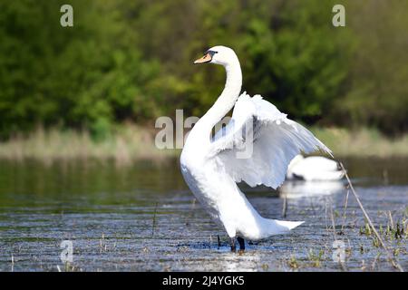 Swan uccello che batte ali nel lago Foto Stock