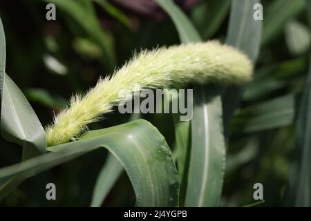 Setaria cresce in campo in primo piano natura Foto Stock