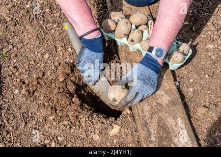 Donna che lavora in giardino, piantando fuori patate di seme di Ambo. Foto Stock