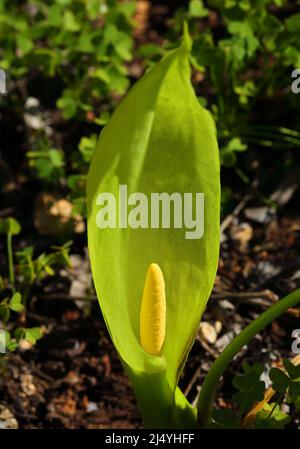 Arum italicum fioritura. Pianta perenne della famiglia Araceae, conosciuta anche come arum italiano e signori e Signore italiani. Primavera - Portogallo. Foto Stock