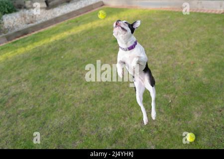 Il giovane cucciolo di Boston Terrier salta a tutta distesa per una palla da tennis. Lei è fuori giocando sull'erba. Foto Stock