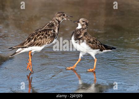 Turnstone, Arenaria interpres, uno squabble tra un paio di uccelli adulti piombi invernali, Norfolk del Nord, febbraio Foto Stock