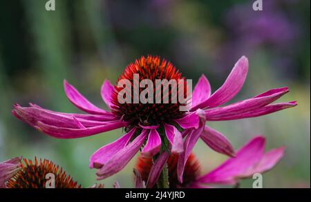 Erchinacea / fiore cono (Echinacea purpurea), una specie nordamericana di piante da fiore nella famiglia dei girasoli. Foto Stock