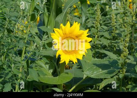 Girasoli giganti nel New Hampshire USA durante i mesi estivi nel New Hampshire. Foto Stock