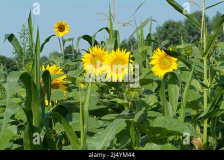 Girasoli giganti nel New Hampshire USA durante i mesi estivi nel New Hampshire. Foto Stock