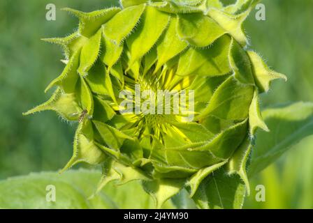 Girasoli giganti nel New Hampshire USA durante i mesi estivi nel New Hampshire. Foto Stock