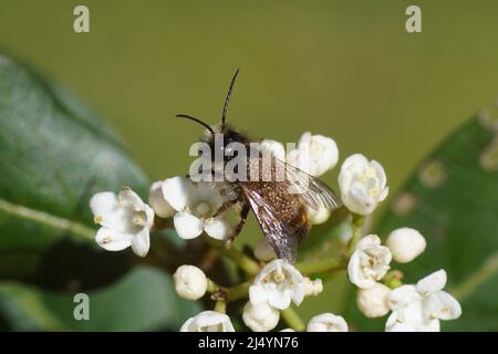 Ape muratore rossa (Osmia bicornis) con acari parassiti Chaetodactylus osmiae su fiori di Laurustinus o laurustine (viburnum tinus). Primavera, Paesi Bassi Foto Stock