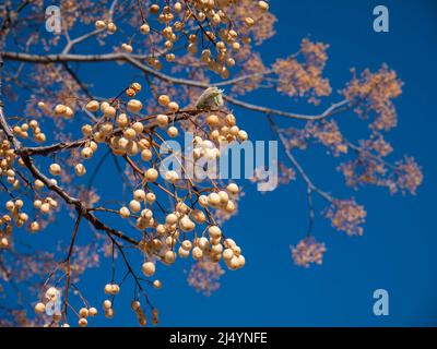 Albero di Chinaberry o melia azedarach frutti appesi sull'albero in primavera Foto Stock