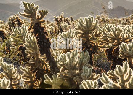 Teddy orso Cholla nella Valle della morte Foto Stock