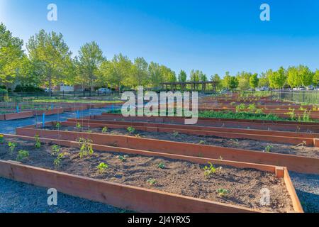 Letti da giardino con pareti di tavole di legno in un giardino comune a Daybreak, South Jordan, Utah Foto Stock