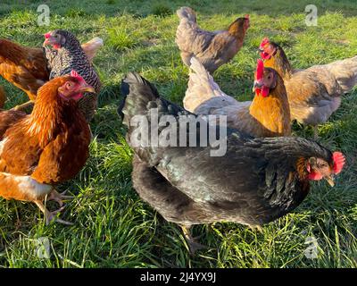 Polli felici su erba lussureggiante. Specie-allevamento animale appropriato. Foto Stock