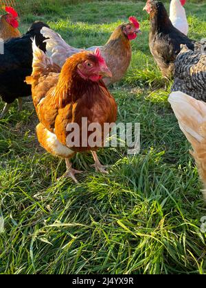 Polli felici su erba lussureggiante. Specie-allevamento animale appropriato. Foto Stock