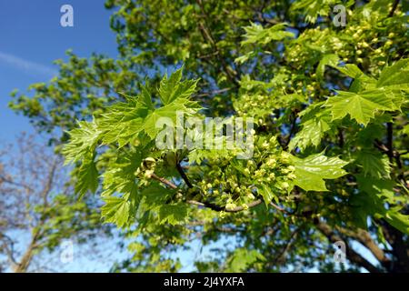 Spitz- Ahorn (Acer platanoides) Blüten und junge Blätter, Nordrhein-Westfalen, Deutschland, Weilerswist Foto Stock