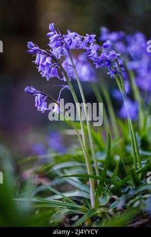 Bluebells inglesi (Hyacinthoides non-scripta) fiorendo all'inizio della primavera a Surrey, Inghilterra sudorientale Foto Stock
