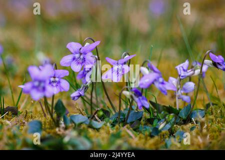 La viola selvaggia (cane-violetta comune, Viola riviniana), un'erbaccia comune che cresce in un prato fiorito in primavera in un giardino nel Surrey, Inghilterra sud-orientale Foto Stock