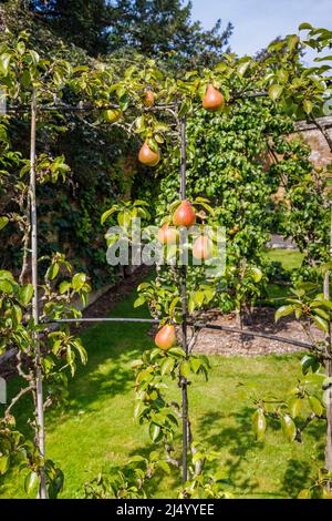 Pero espalier con pere maturanti che crescono in un giardino murato nei Giardini di West Dean nel Sussex occidentale, vicino Chichester in una giornata di sole Foto Stock