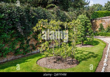 Pero espalier con pere maturanti che crescono in un giardino murato nei Giardini di West Dean nel Sussex occidentale, vicino Chichester in una giornata di sole Foto Stock