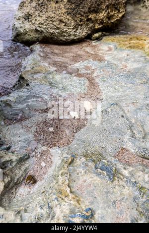 Roccia corallina sulle rive di Playa Jeremi sull'isola caraibica di Curacao Foto Stock