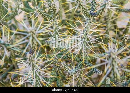 Primo piano di un matita Cholla Cactus nel Joshua Tree National Park, California, USA. Foto Stock