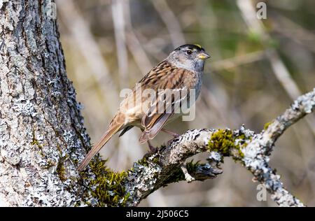 Maschio Spassero coronato d'oro ' Zonotrichia atricapilla ' alla ricerca di un compagno in primavera. Foto Stock