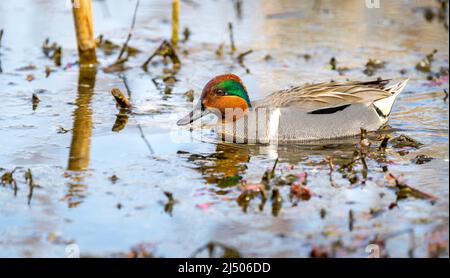 Un maschio verde-ala teal ' Anas carolinensis ' nuota in una palude alla ricerca di un compagno. Foto Stock