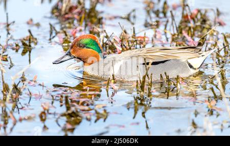 Un maschio verde-ala teal ' Anas carolinensis ' nuota in una palude alla ricerca di un compagno. Foto Stock