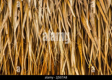 Dettaglio del palmetto secco di una capanna che si stagna nel cortile tropicale della cantina Schnebly’s situata nella zona agricola della contea di Miami-Dade, Flori Foto Stock